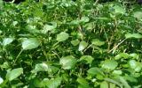 Hướng dẫn kỹ thuật trồng cải xà lách xoong