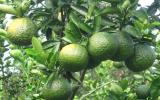 Hướng dẫn kỹ Thuật trồng cam sành hạn chế bệnh Greening