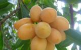 Hướng dẫn kỹ thuật trồng cây Thanh Trà