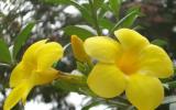 Hướng dẫn kỹ thuật trồng chăm sóc hoa Hoàng Anh
