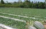 Hướng dẫn kỹ thuật trồng dưa hấu có trải bạt nhựa