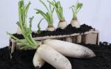 Hướng dẫn kỹ thuật trồng rau cải củ