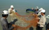 Hướng dẫn phòng ngừa bệnh hoại tử gan tụy trên tôm nuôi nước lợ