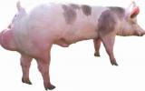 Hướng dẫn quy trình kỹ thuật chọn và chăm sóc lợn đực giống