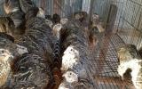 Hướng dẫn quy trình kỹ thuật nuôi chim cút Nhật Bản