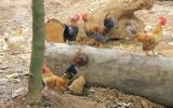Hướng dẫn quy trình kỹ thuật nuôi gà rừng