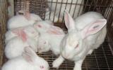 Hướng dẫn quy trình kỹ thuật nuôi thỏ sinh sản