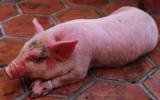 khắc phục lợn mắc bệnh phù đầu sưng mặt ở heo