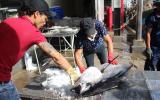Khánh Hòa: Ngư dân khốn đốn vì cá ngừ đại dương mất mùa, sản lượng thấp