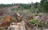 Khởi tố vụ án phá gần 7 ha rừng ở Lâm Đồng