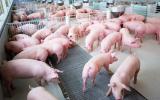 Khuyến cáo sử dụng chế phẩm vi sinh trong thức ăn cho lợn