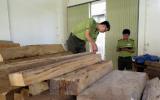 Kiểm lâm Kon Tum liên tiếp phát hiện lượng lớn gỗ vô chủ