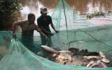 Kiên Giang: Cá đồng cạn kiệt, U Minh Thượng nuôi cá ngoại lai
