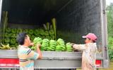 Kiên Giang: Choáng-lão nông chi tiền tỷ sắm xe tải chở chuối đi bán