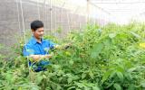 Kỹ sư cao đẳng về quê trồng rau VietGAP, lãi hơn 30 triệu mỗi tháng