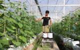 Kỹ sư nông nghiệp Israel miệt mài trồng dưa lưới ở miền Tây