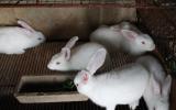 Kỹ thuật chăm sóc và nuôi dưỡng thỏ đẻ