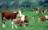 Kỹ thuật chăn nuôi bê lai hướng sữa lấy thịt