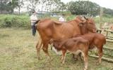 Kỹ thuật chăn nuôi bê sau cai sữa và bò hậu bị