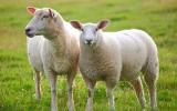 Kỹ thuật chăn nuôi cừu thương phẩm