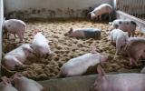 Kỹ thuật làm đệm lót lên men trong chăn nuôi lợn