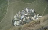 Kỹ Thuật nuôi Cá rô phi ao đất cho năng suất cao