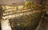 Kỹ thuật nuôi ong mật