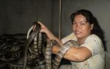 Kỹ thuật nuôi rắn hổ hèo
