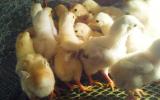 Kỹ thuật nuôi và chăm sóc gà con từ 0 – 9 tuần tuổi