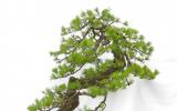 Kỹ thuật trồng bonsai theo phương pháp truyền thống