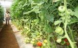 Kỹ thuật trồng cà chua cho năng suất cao