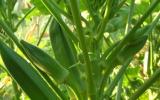 Kỹ thuật trồng cây đậu bắp thương phẩm