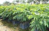 Kỹ thuật trồng cây lim xẹt
