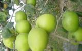 Kỹ thuật trồng cây táo đại cho năng suất cao