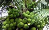 Kỹ thuật trồng dừa dứa