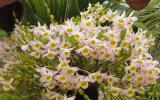 kỹ thuật trồng hoa Lan Hoàng Thảo - Denrobium