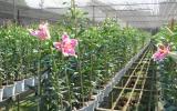 Kỹ thuật trồng hoa Ly( Lily)