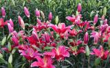 Kỹ thuật trồng hoa ly trong vườn nhà cho năng suất cao