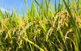 Kỹ thuật trồng lúa cạn cho năng suất cao
