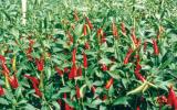 Kỹ thuật trồng ớt trái mùa