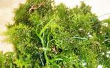 Kỹ thuật trồng Rong xanh (Kappaphycus striatum)