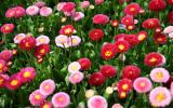 Kỹ thuật trồng và chăm sóc hoa cúc vụ Đông Xuân