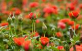 Kỹ thuật trồng và chăm sóc hoa hồng tỉ muội