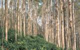 Kỹ thuật trồng và chăm sóc rừng Bạc đàn U6