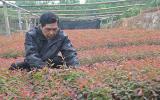 Kỹ thuật trồng và chăm sóc rừng Bạch đàn đỏ