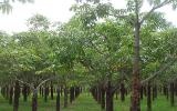 Kỹ thuật trồng và chăm sóc rừng Cây Trôm