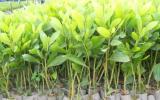 Kỹ thuật trồng và chăm sóc rừng Keo lá Tràm