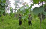 Kỹ thuật trồng và chăm sóc rừng Tếch
