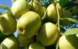 Kỹ thuật trồng và chăm sóc táo đào vàng