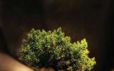 Kỹ thuật và chăm sóc bonsai cơ bản